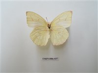 藏品(遷粉蝶)的圖片